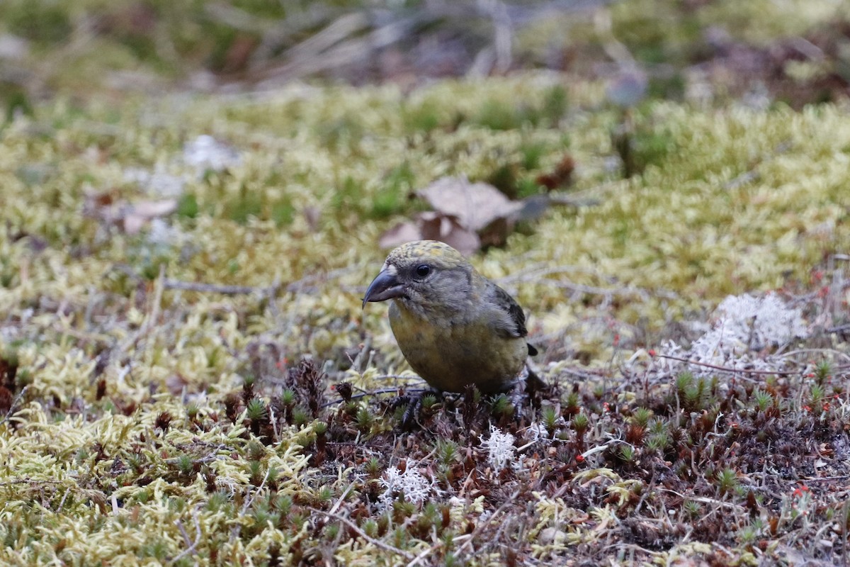 Red Crossbill - ML227908041