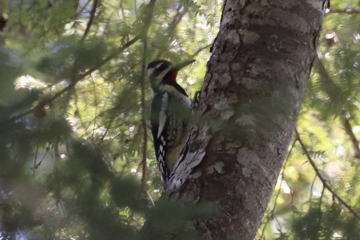 Yellow-bellied Sapsucker - ML227908391