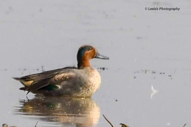 Green-winged Teal - ML227908551