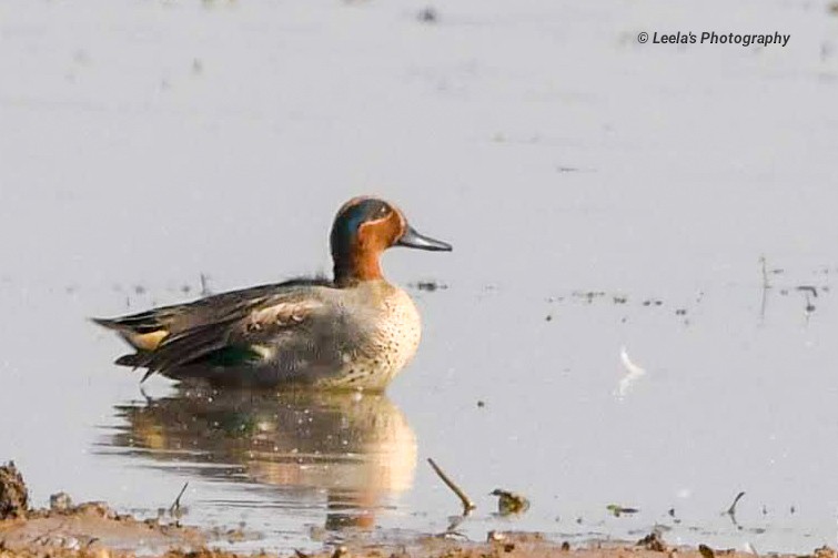 Green-winged Teal - ML227908571