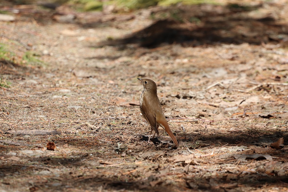 Hermit Thrush - ML227908811