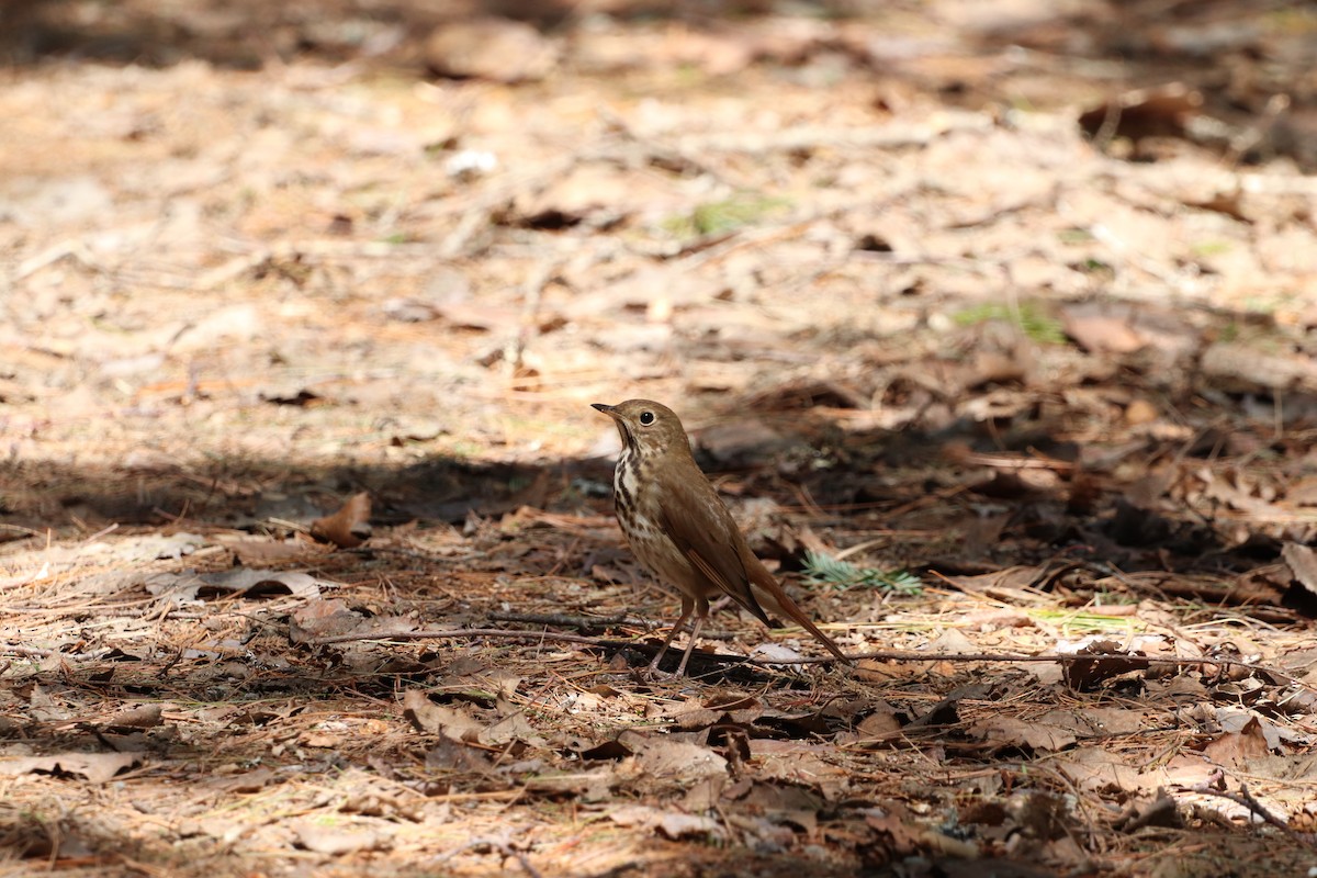 Hermit Thrush - ML227908971