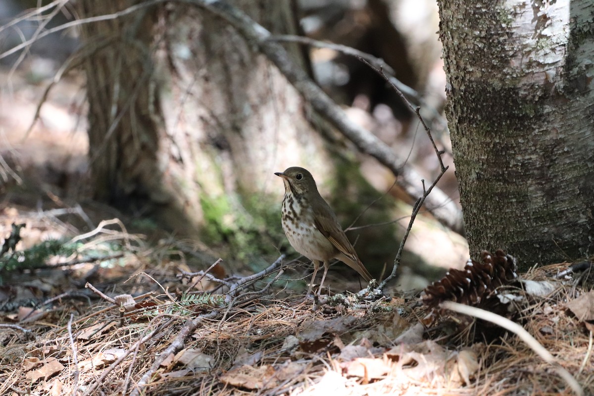 Hermit Thrush - ML227908981