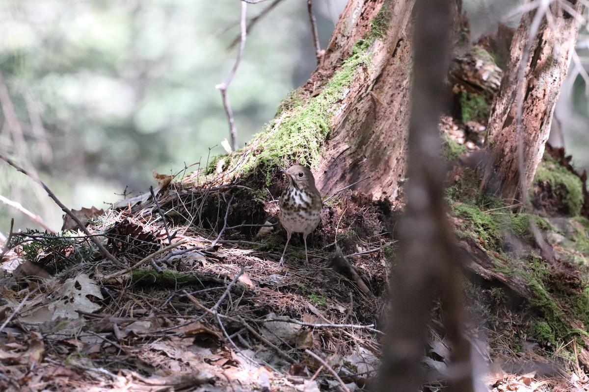 Hermit Thrush - ML227909001
