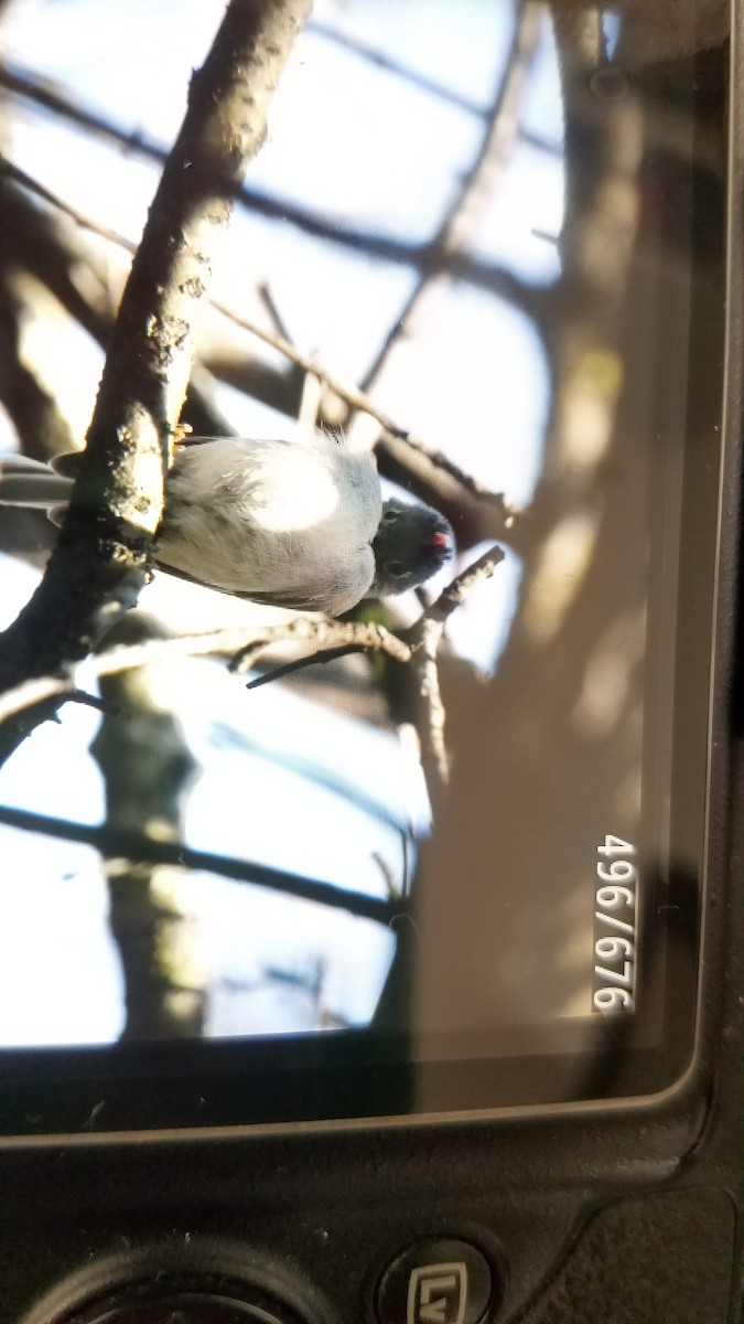 Ruby-crowned Kinglet - ML227909221