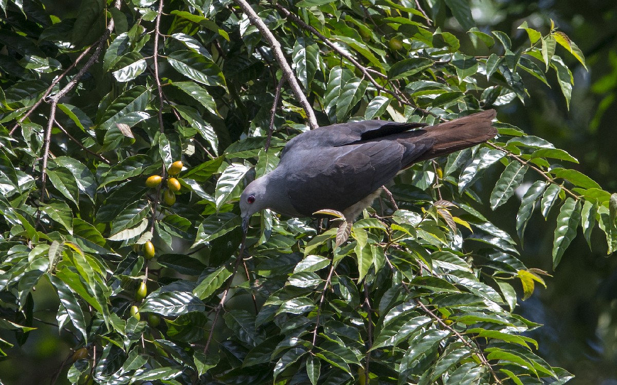 Peale's Imperial-Pigeon - Thierry NOGARO