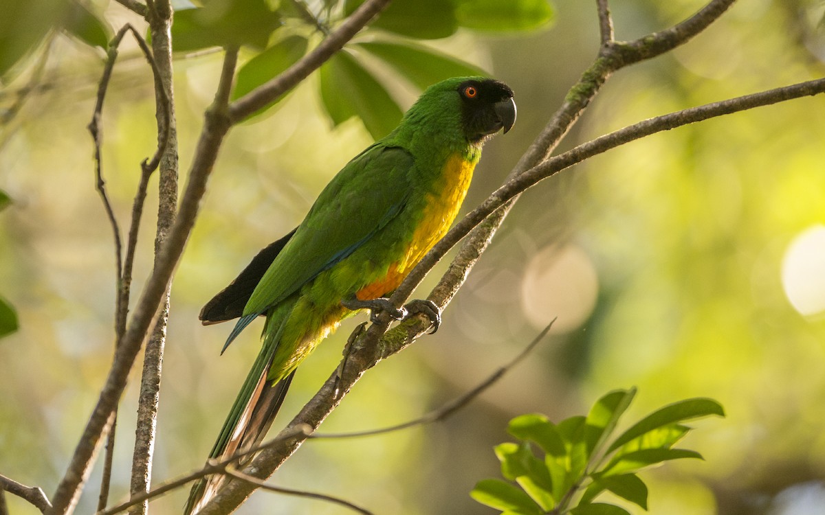 Masked Shining-Parrot - Thierry NOGARO