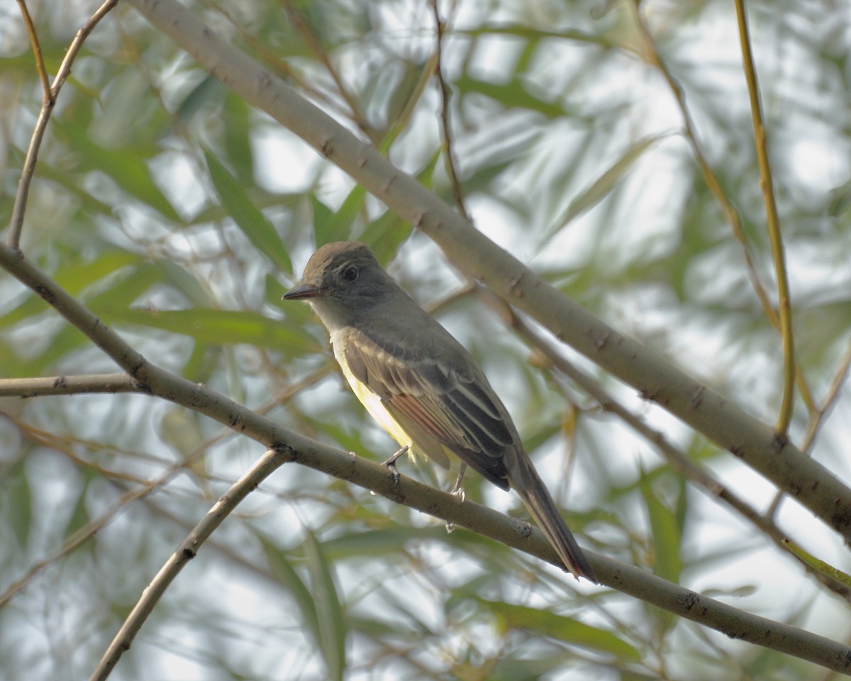 Great Crested Flycatcher - Ed Gaillard