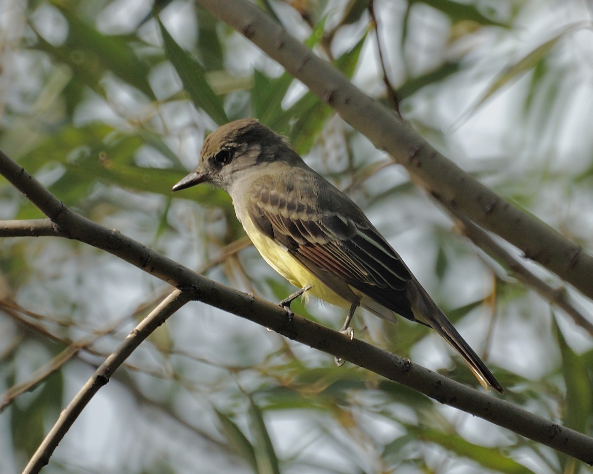 Great Crested Flycatcher - Ed Gaillard