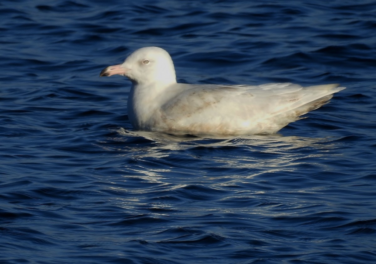 Glaucous Gull - ML22791171