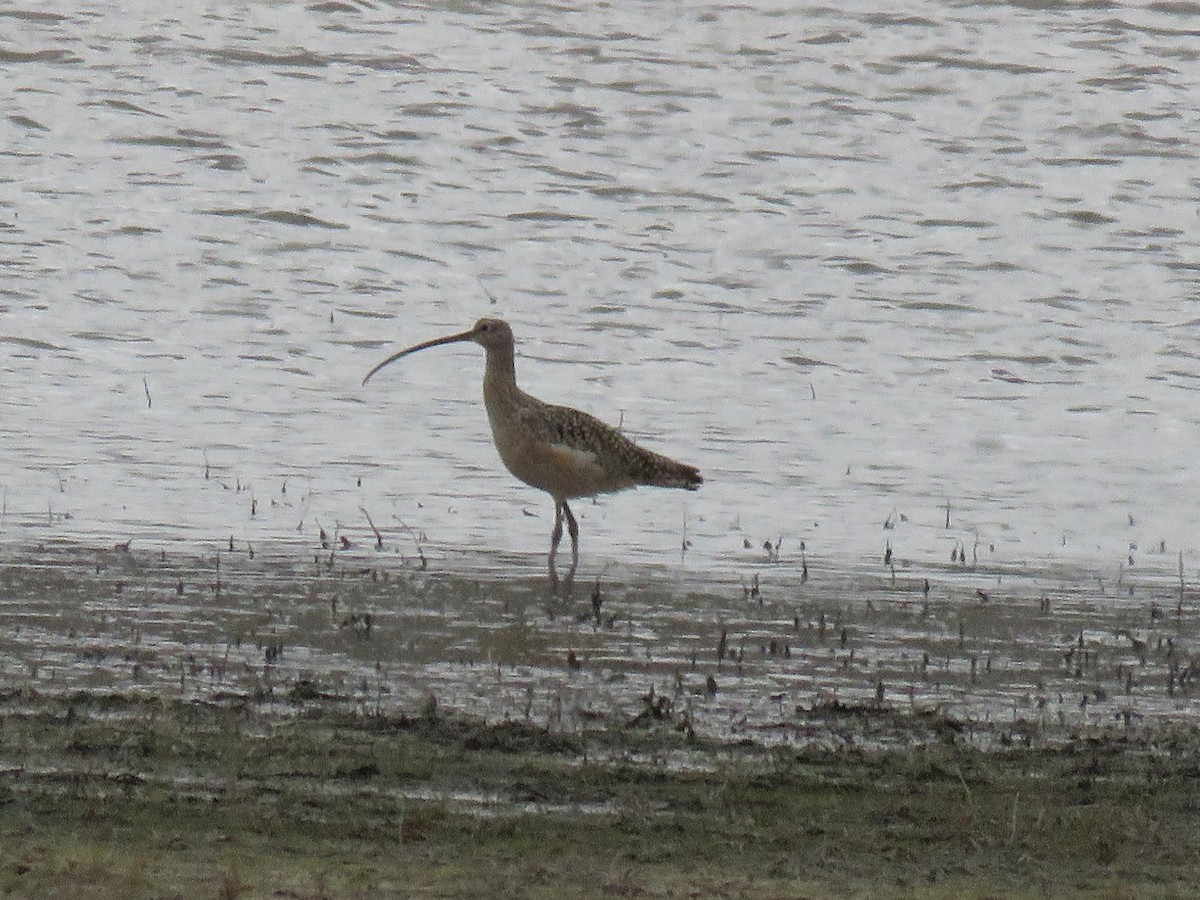 Long-billed Curlew - ML227911751