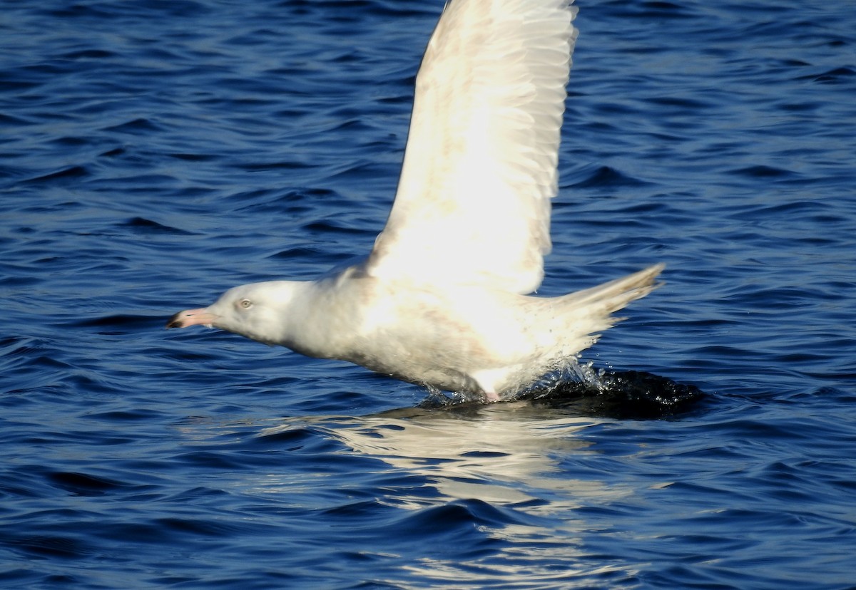 Glaucous Gull - ML22791181