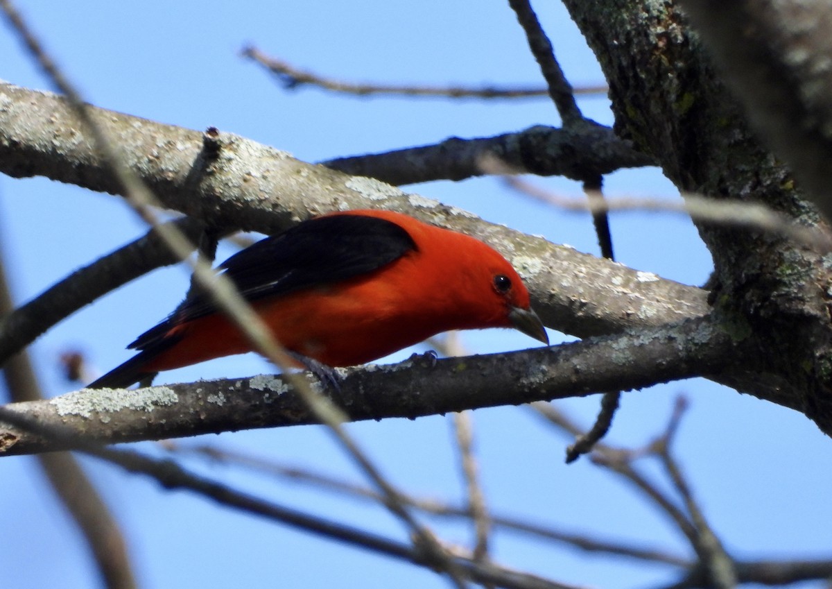 Scarlet Tanager - ML227911941