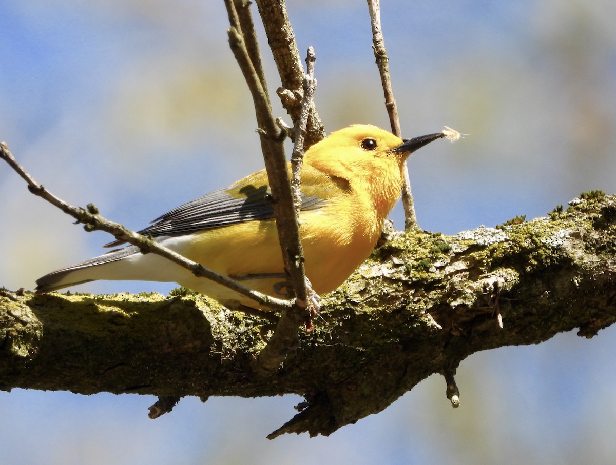 Prothonotary Warbler - ML227913001