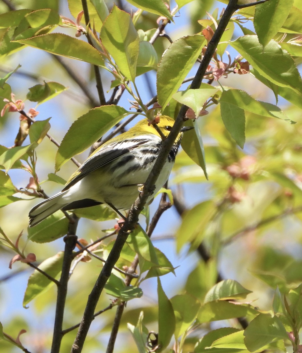 Black-throated Green Warbler - ML227914611