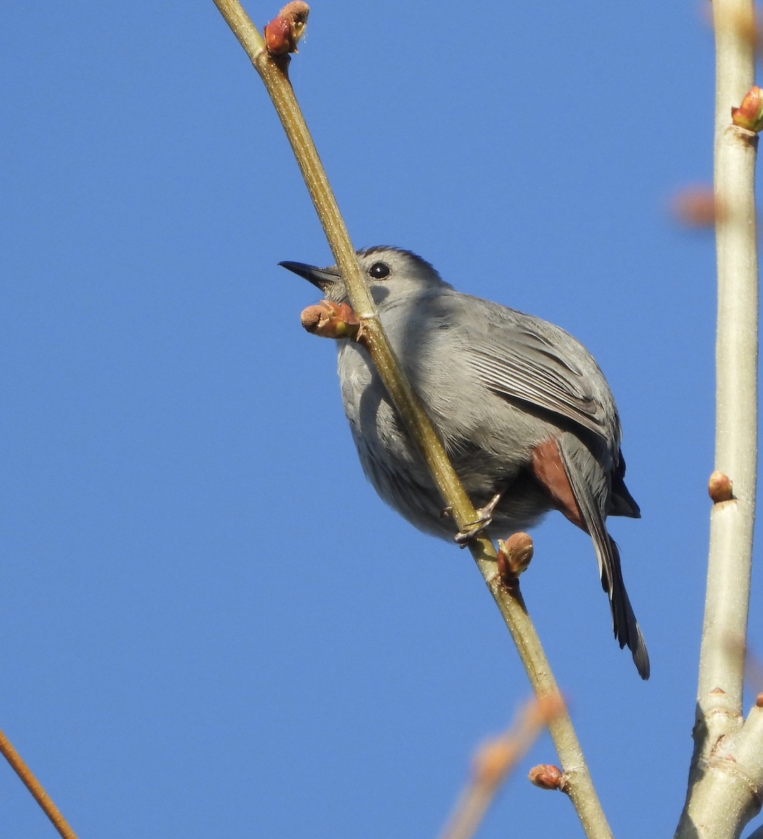 Gray Catbird - ML227915011