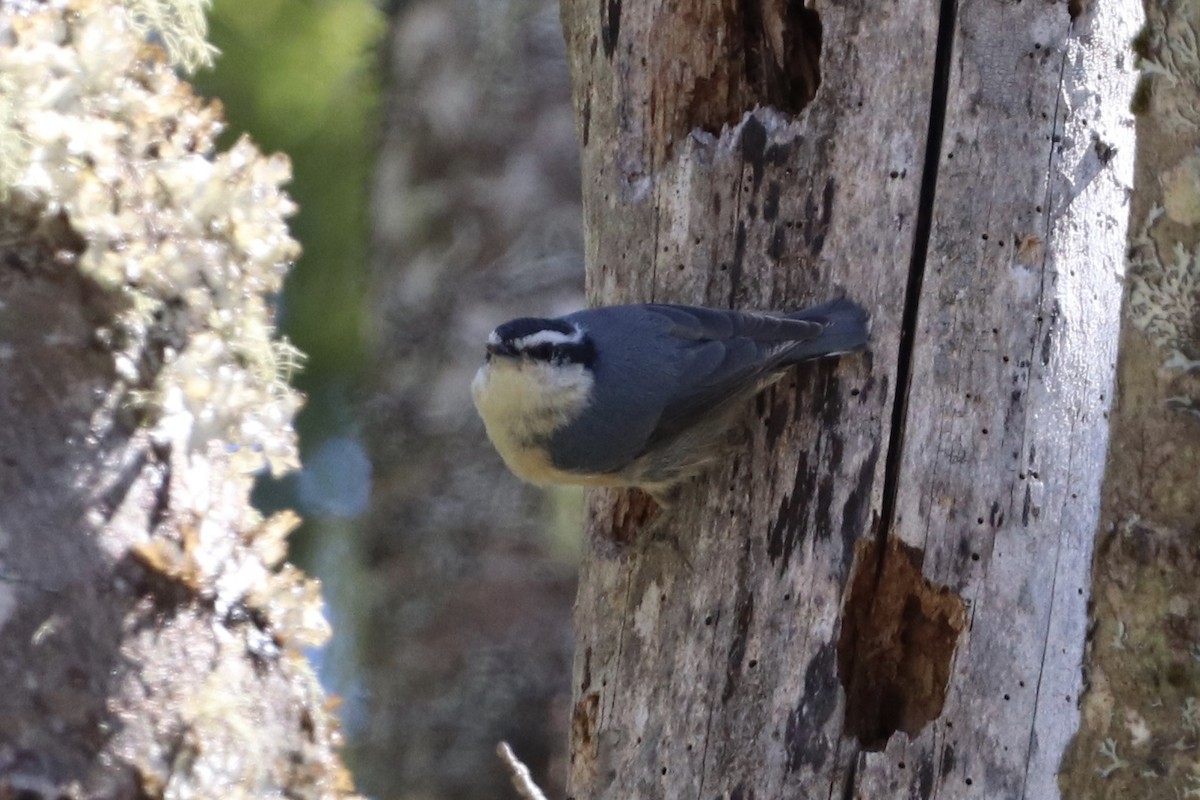 Red-breasted Nuthatch - ML227915231