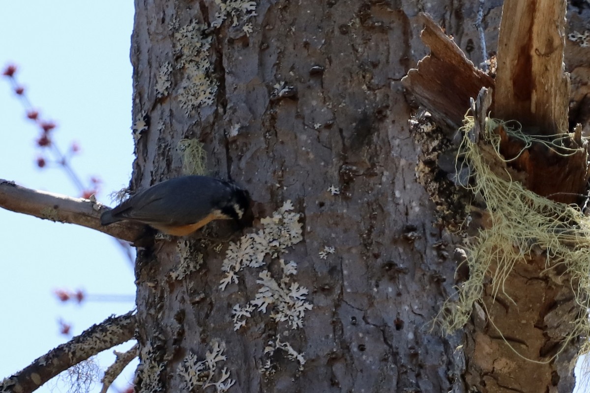 Red-breasted Nuthatch - ML227915241