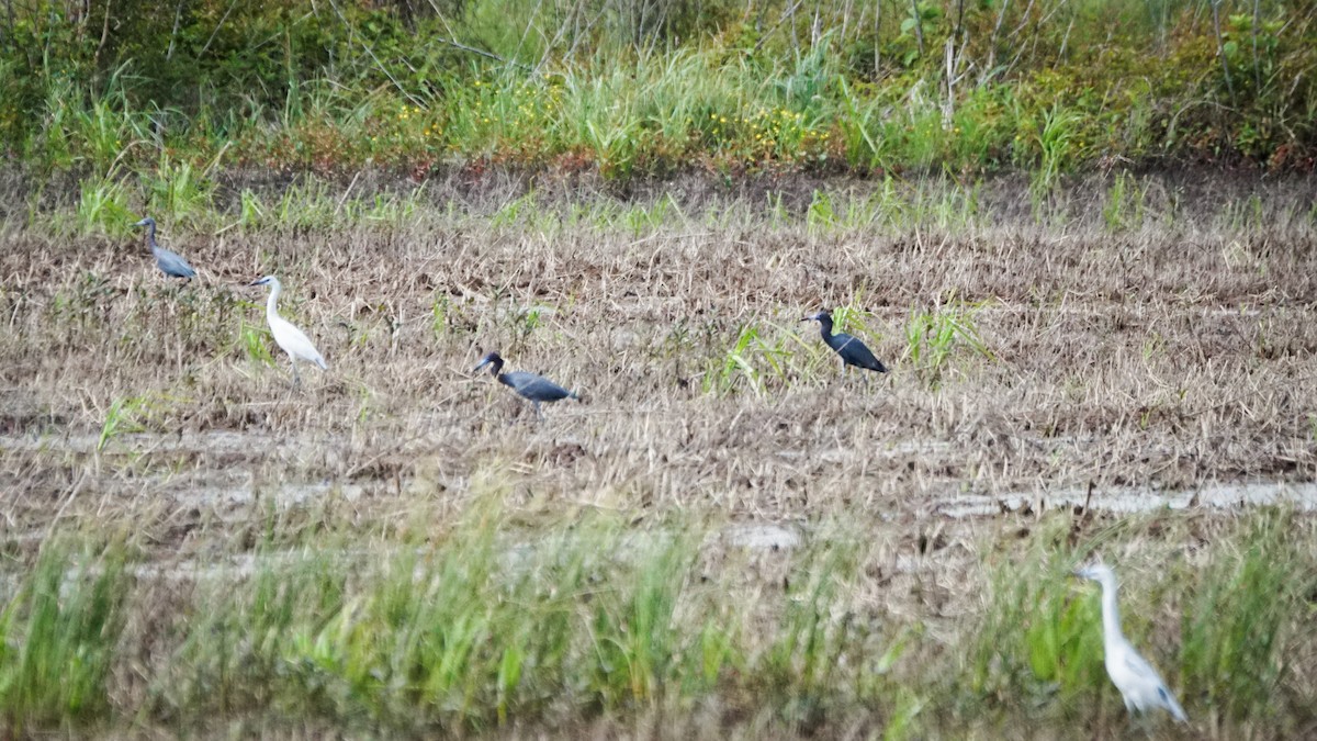 Little Blue Heron - ML227915591