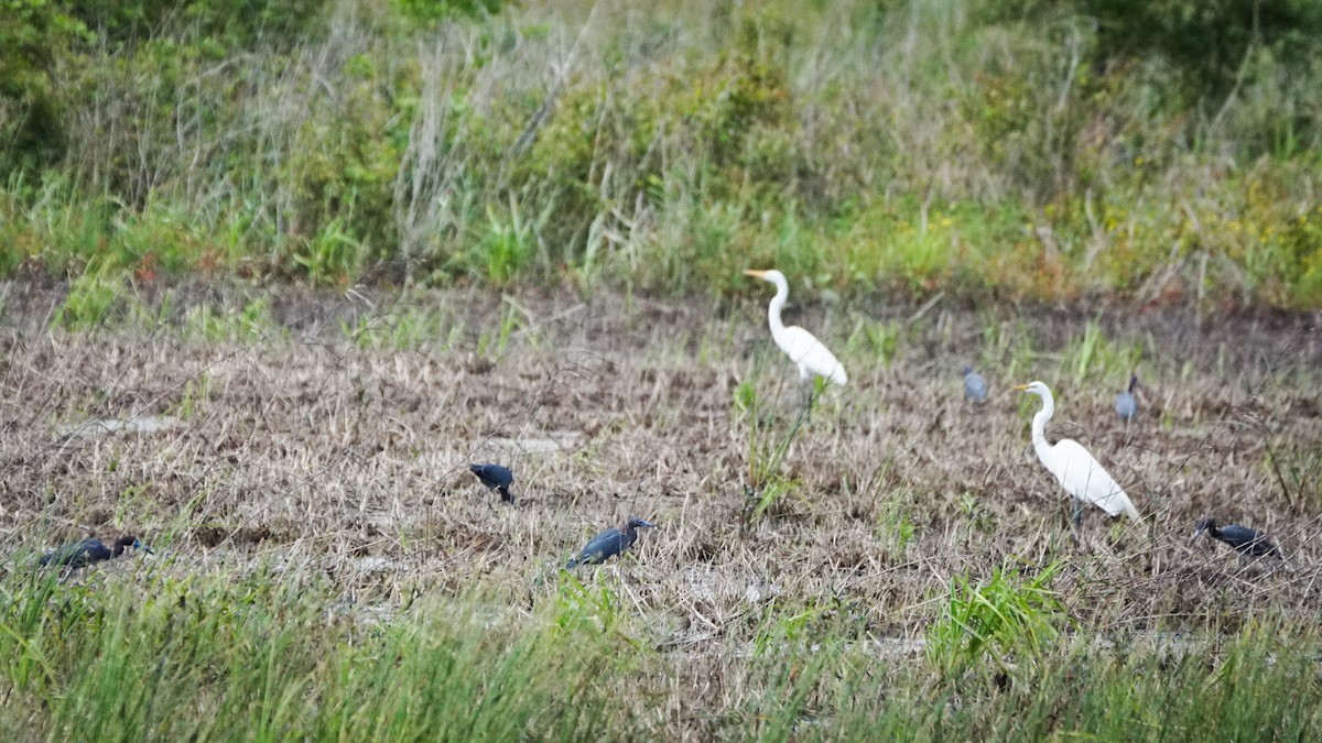 Little Blue Heron - Jason  Anding