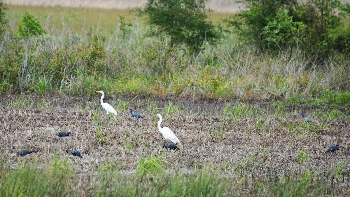 Little Blue Heron - ML227915641