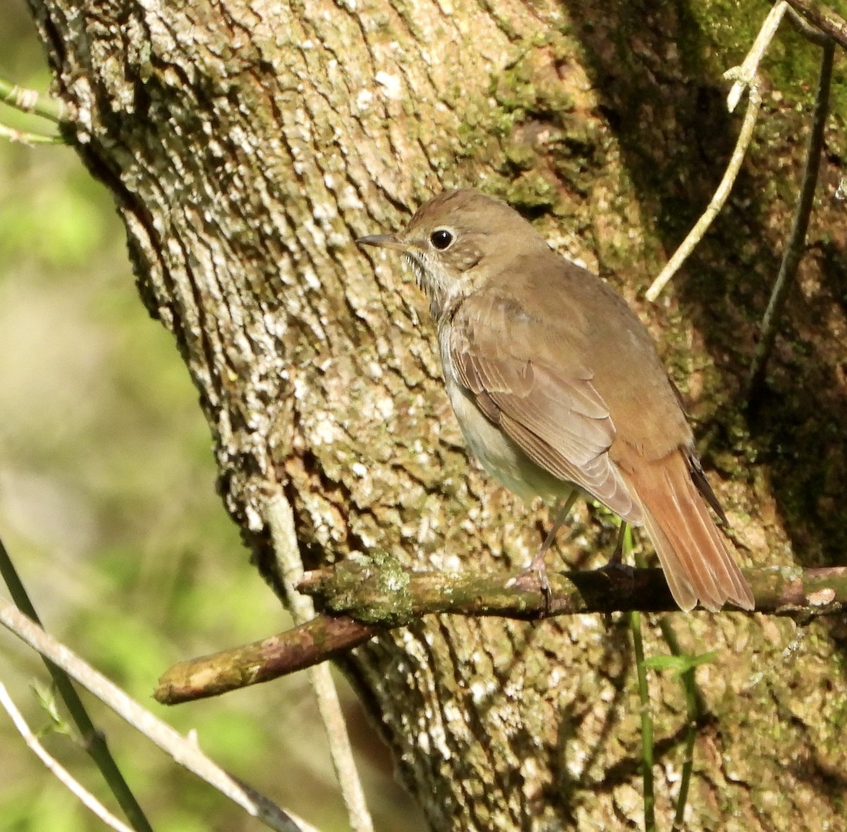 Hermit Thrush - ML227915731