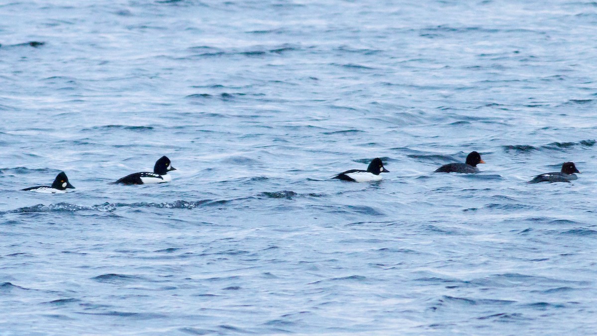 Barrow's Goldeneye - ML22791641