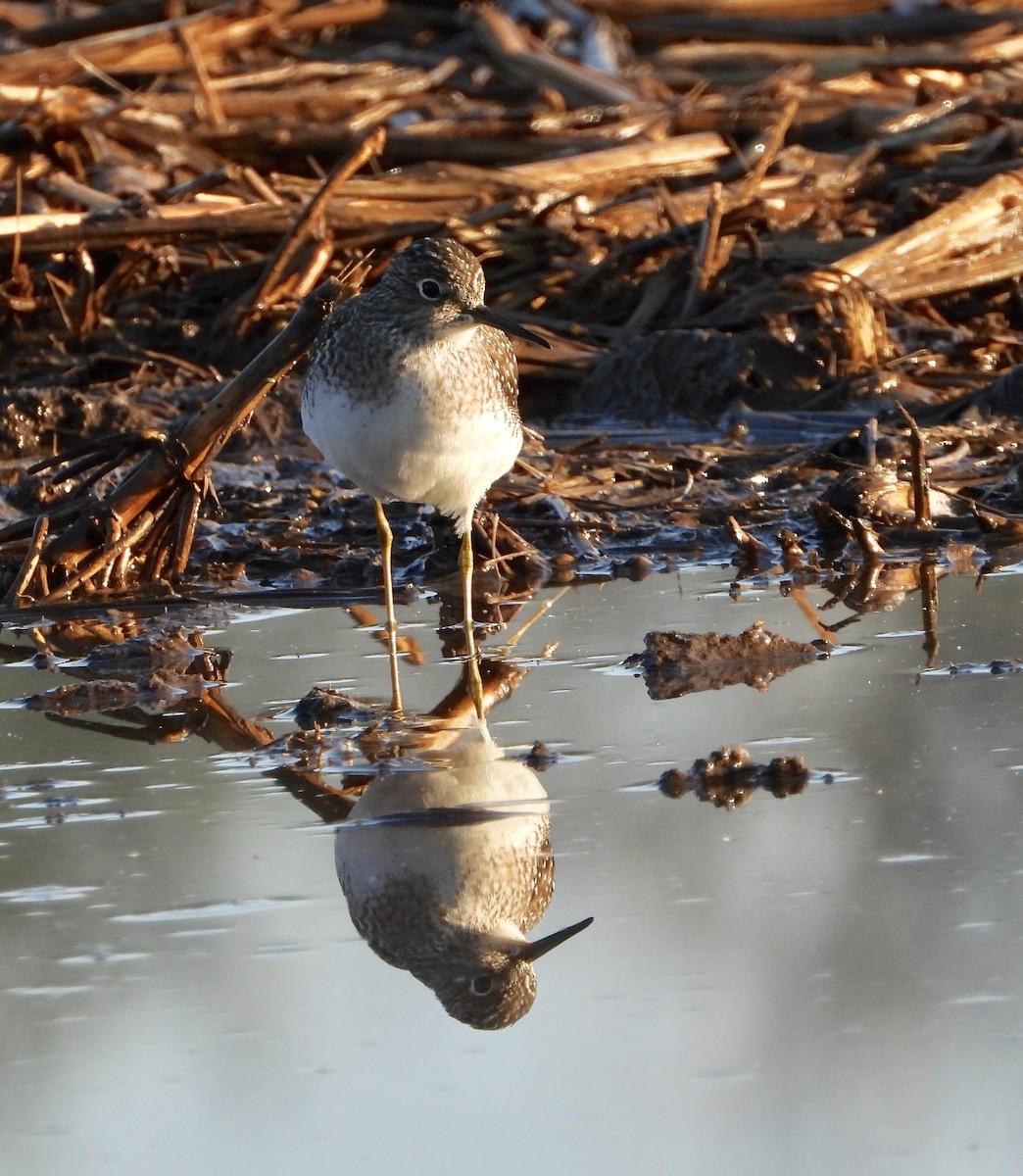 Solitary Sandpiper - ML227916431