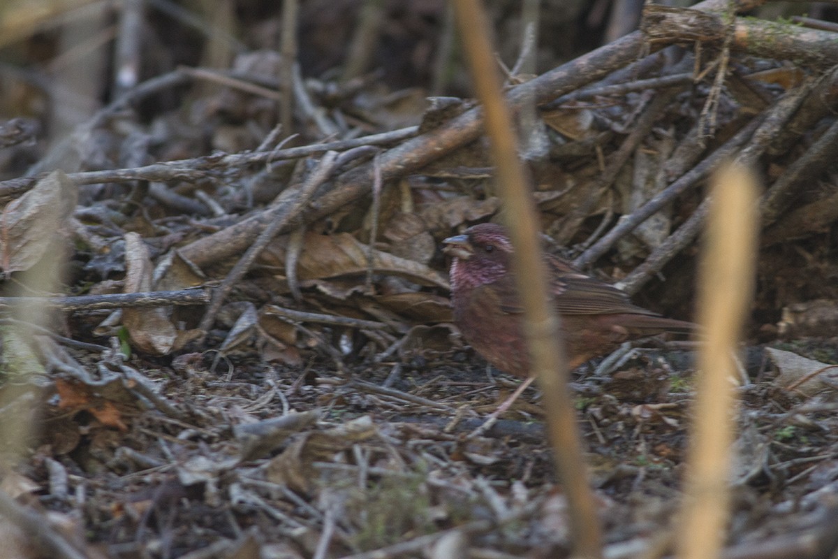 Dark-rumped Rosefinch - ML227918601