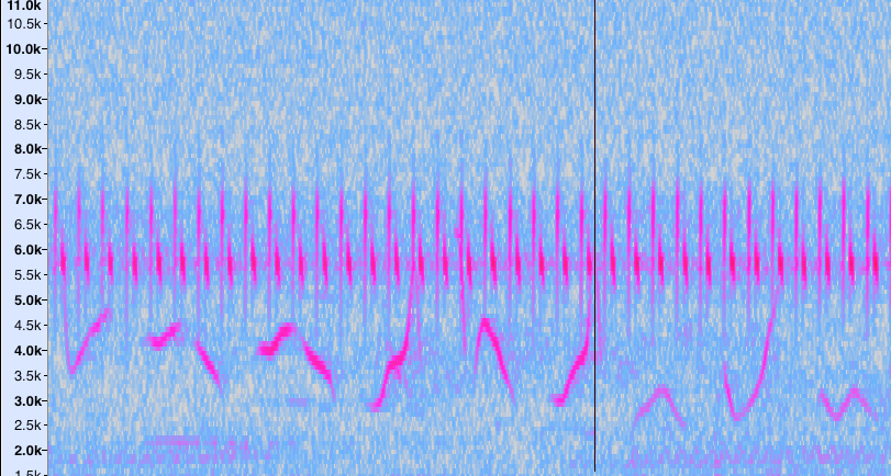 Common Grasshopper Warbler - ML227919821