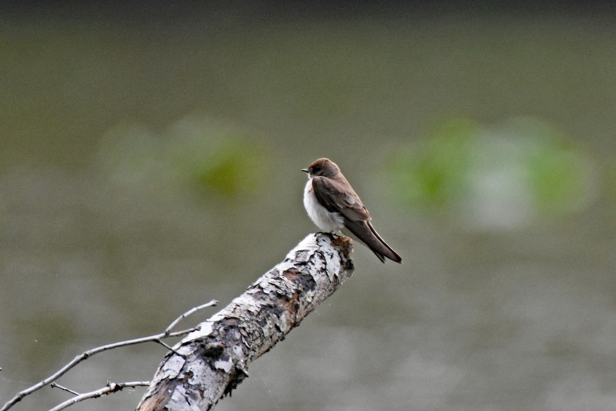 Northern Rough-winged Swallow - ML227920641