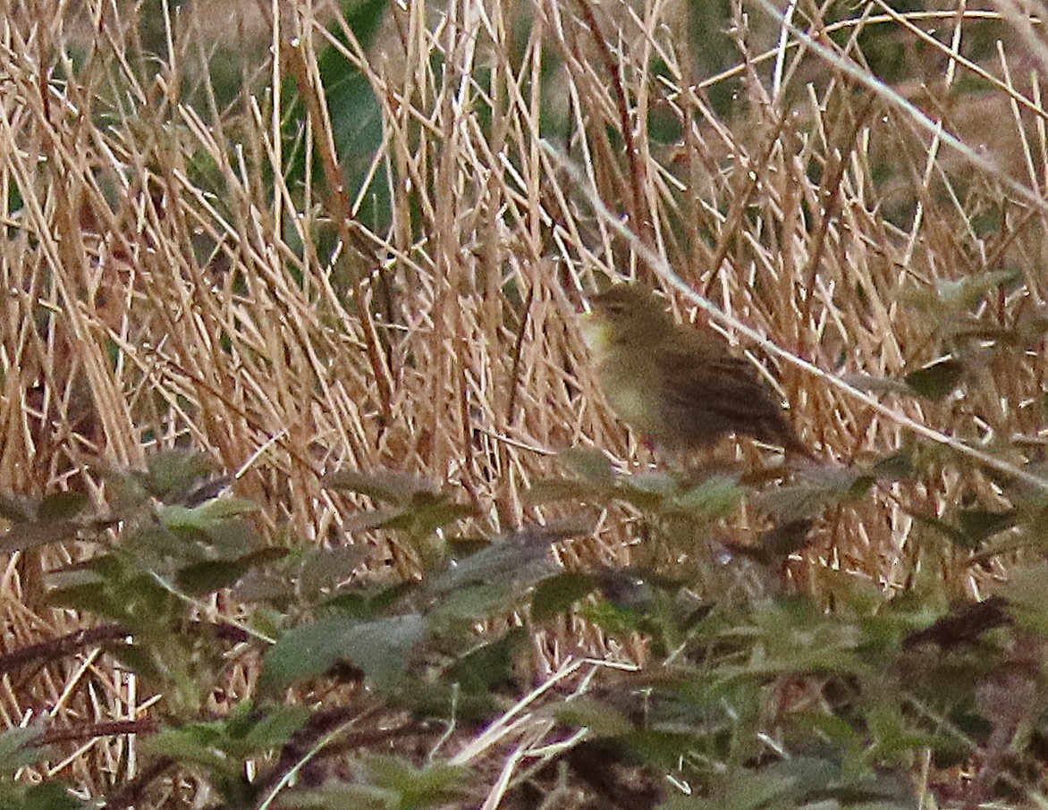 Common Grasshopper Warbler - Dominic Garcia-Hall