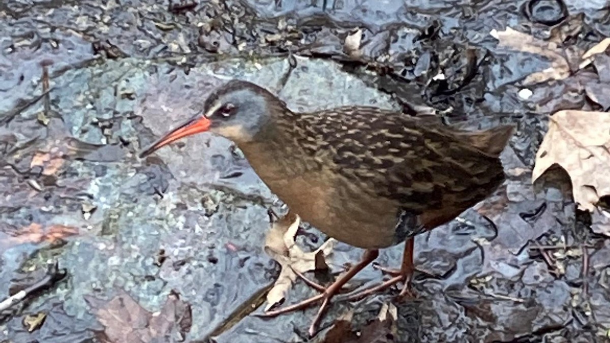 Virginia Rail - ML227921021