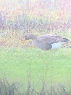 Greater White-fronted Goose - ML227921281