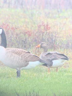 Greater White-fronted Goose - ML227921421