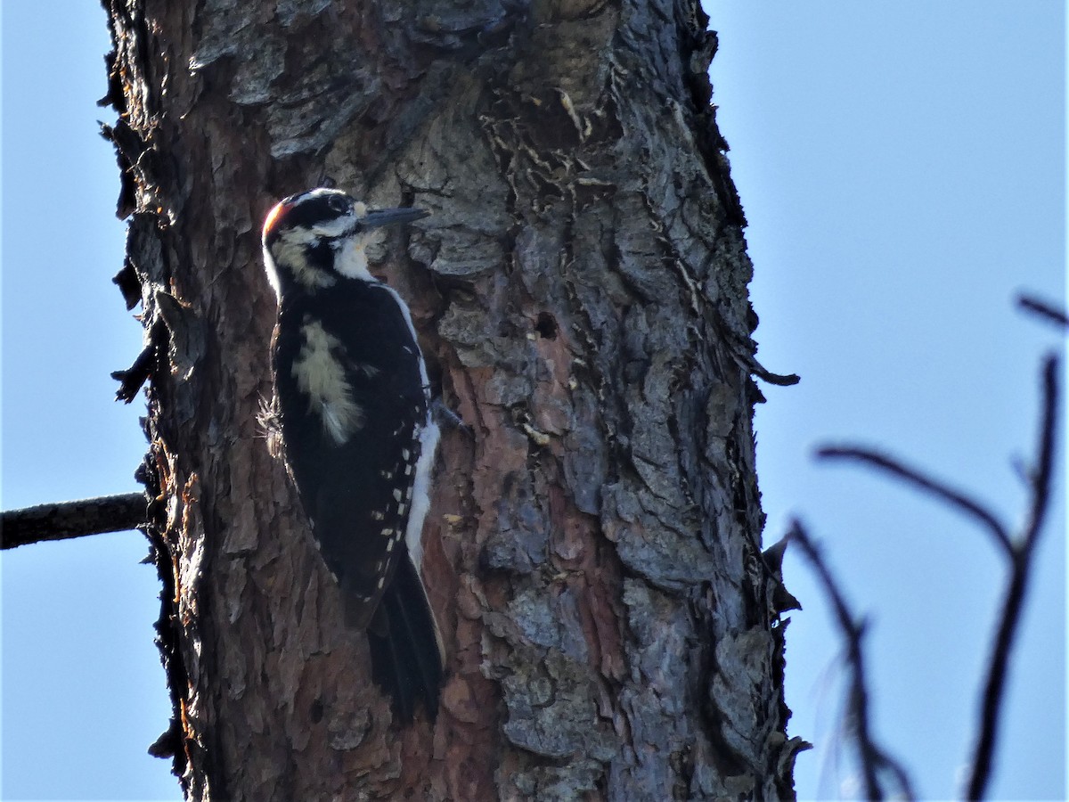 Hairy Woodpecker - ML227924981
