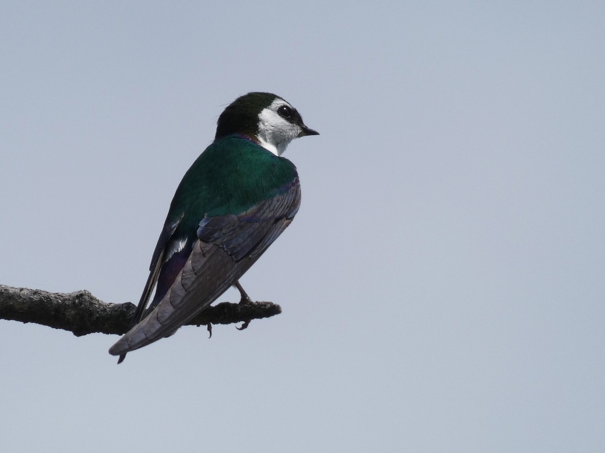 Violet-green Swallow - ML227925881