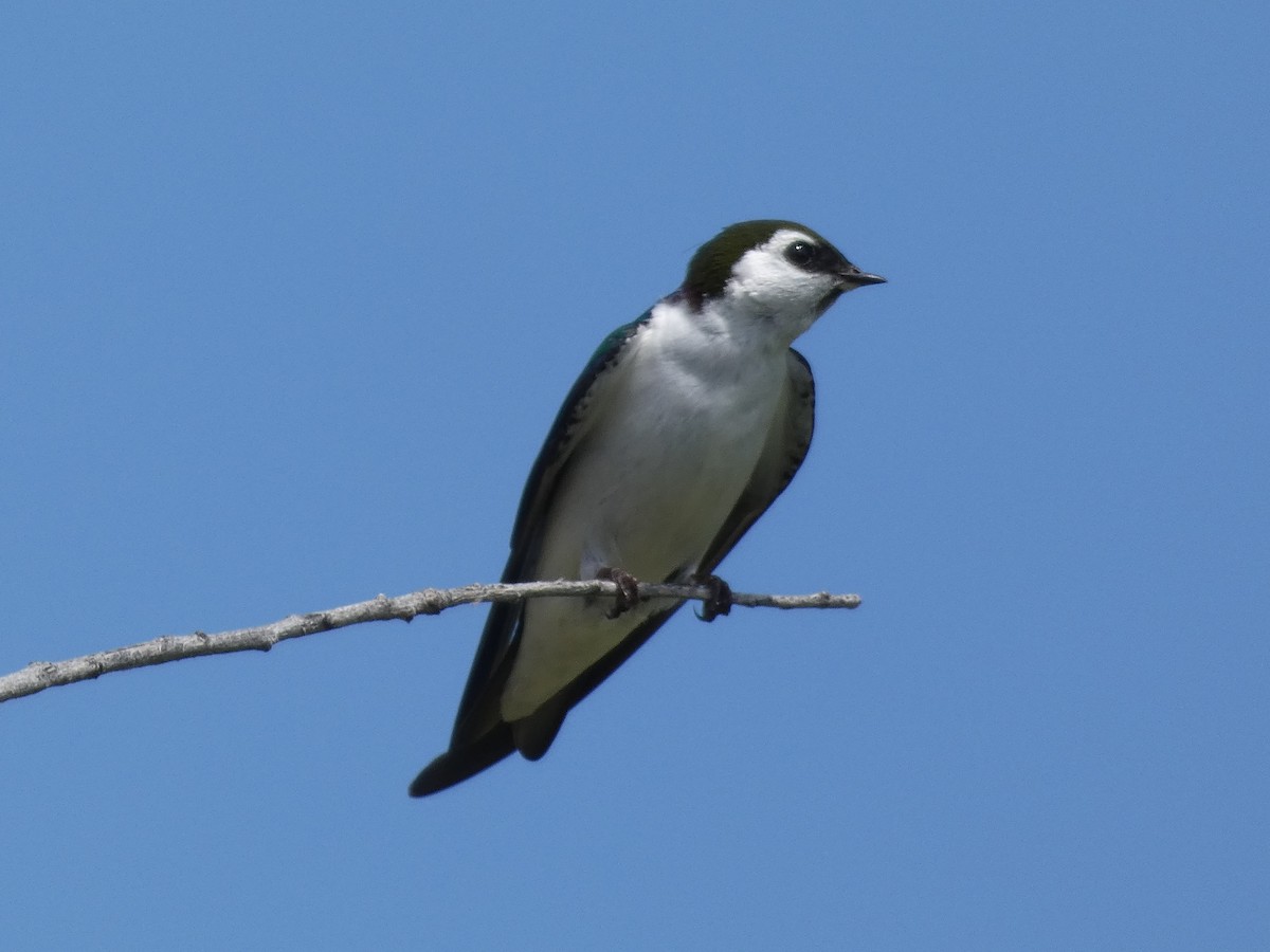 Violet-green Swallow - ML227925931