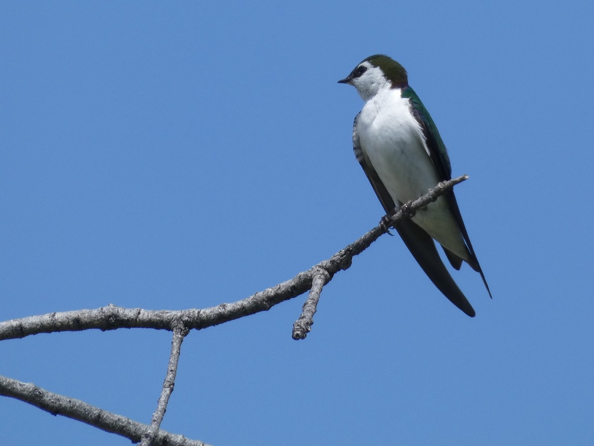 Violet-green Swallow - ML227926411