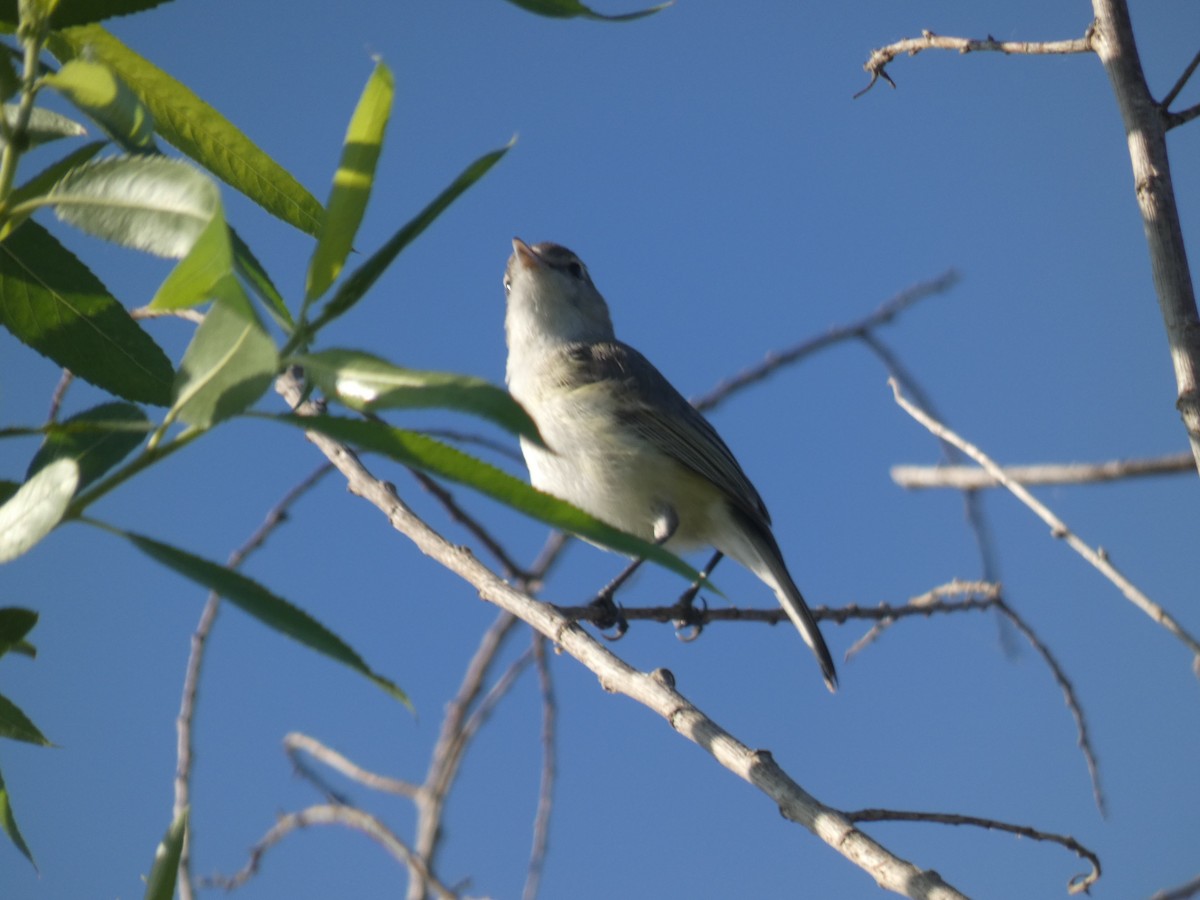 Bell's Vireo - Debs Park Audubon Center