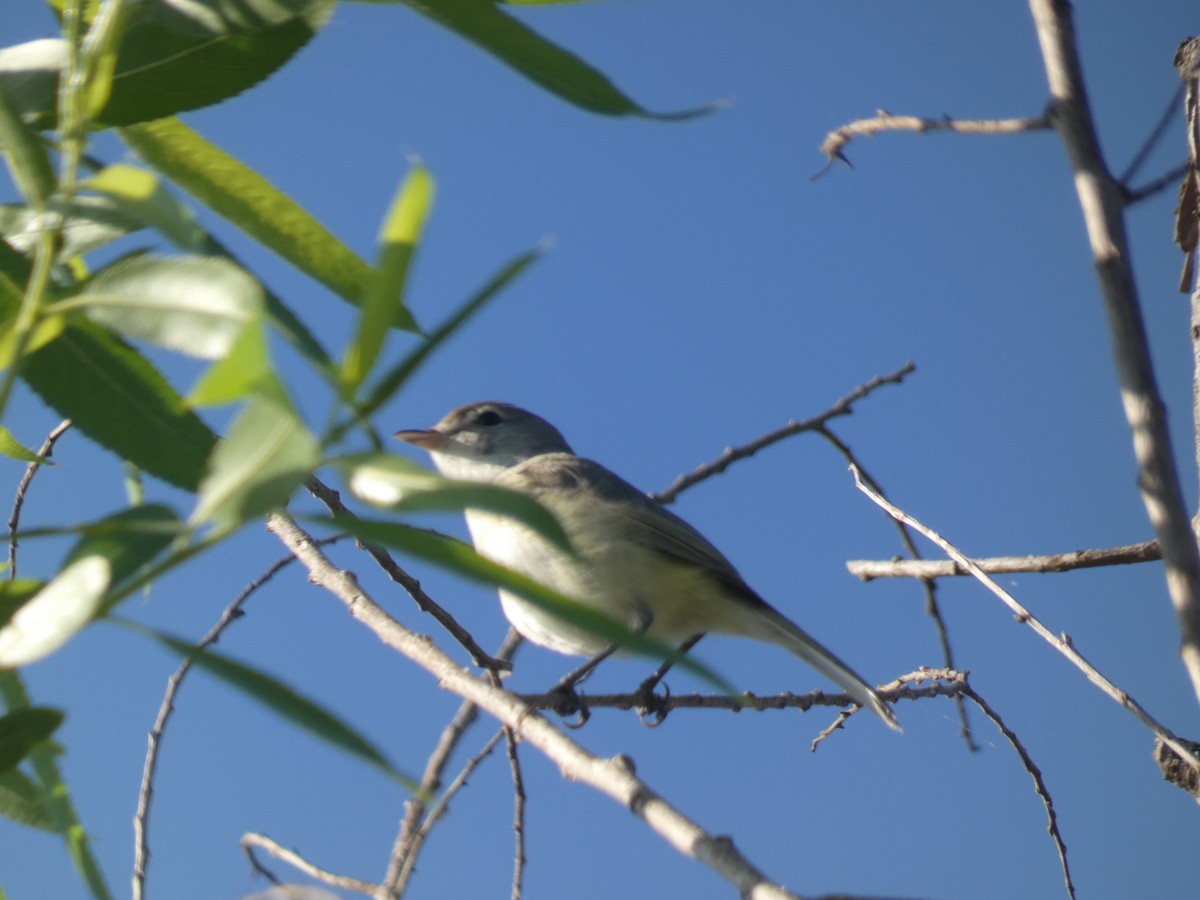Bell's Vireo - ML227926471