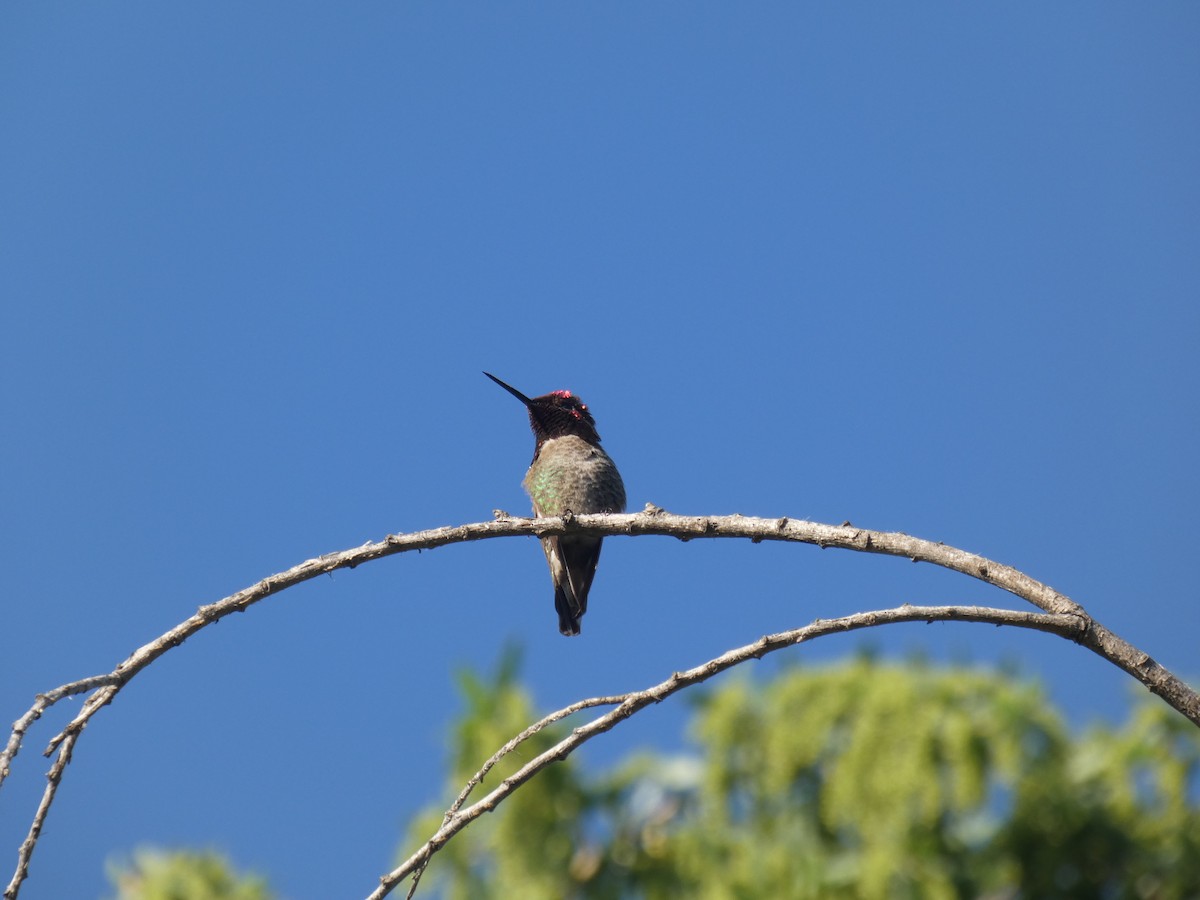 rødmaskekolibri - ML227926591