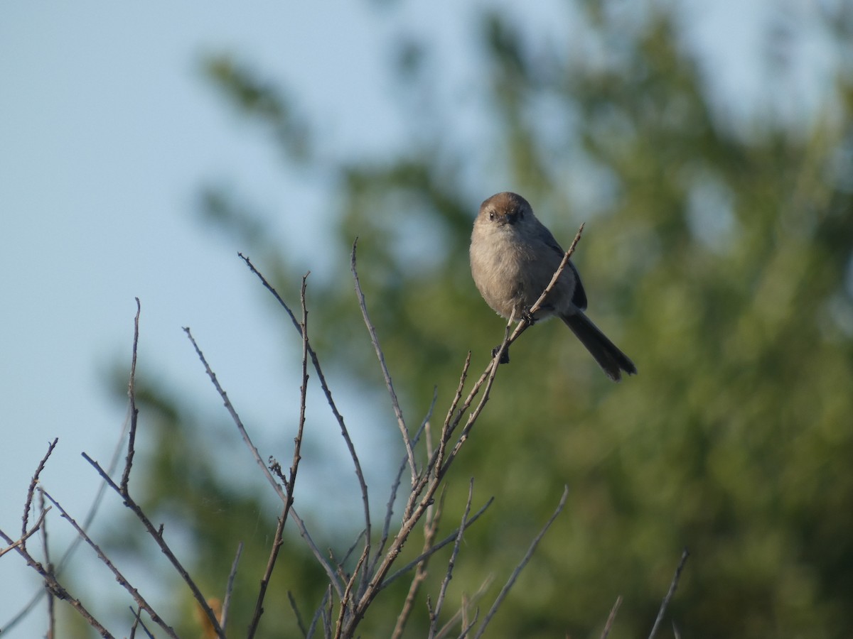 Bushtit - ML227927531