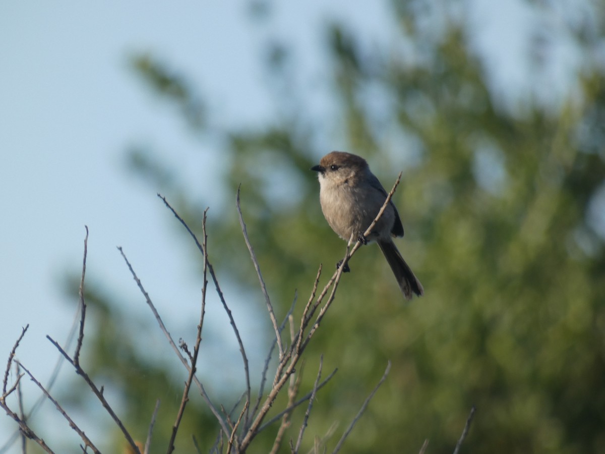 Bushtit - Debs Park Audubon Center
