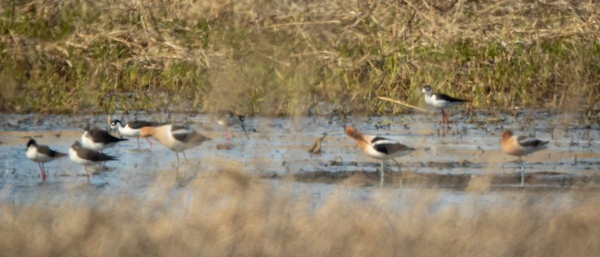 Avoceta Americana - ML227928401