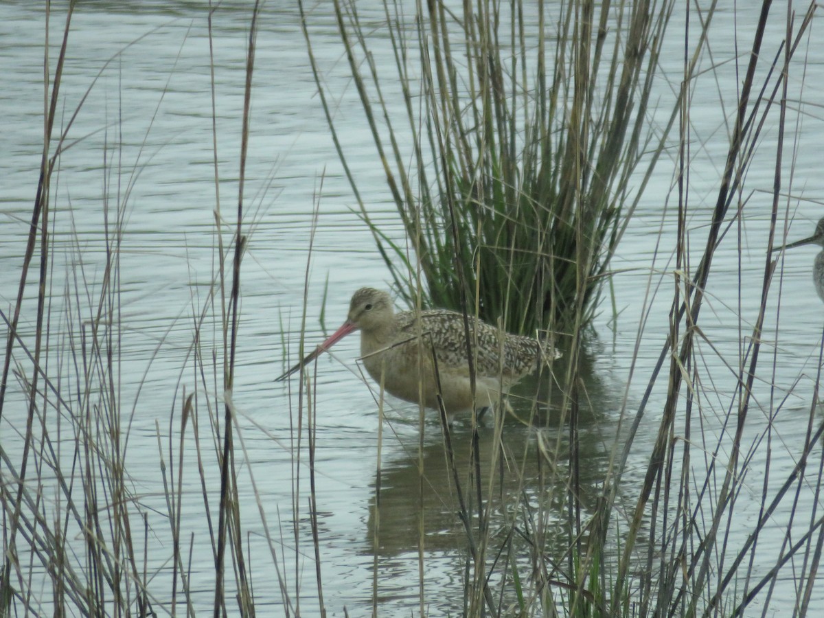 Marbled Godwit - ML227928521