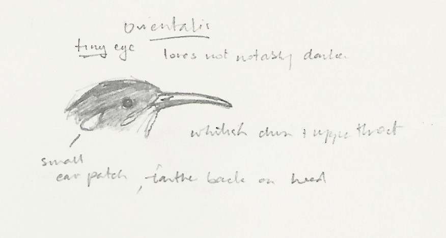 Mountain Honeyeater - ML227929211