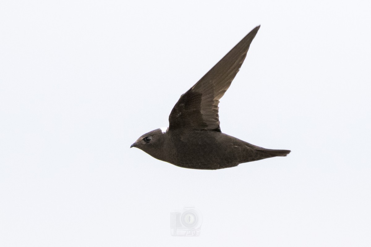 White-naped Swift - Damian Olay Romero