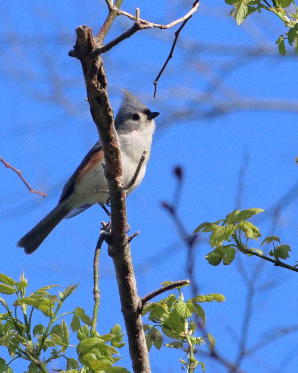 Tufted Titmouse - Dan Kempf