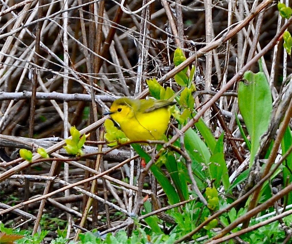 Hooded Warbler - ML227930961